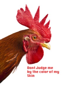 Rooster